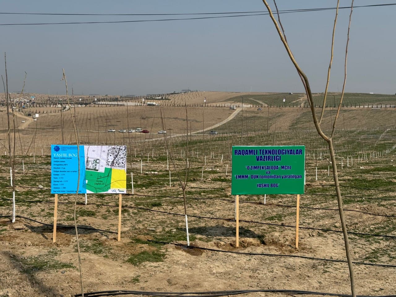 “Yashil makon” loyihasi doirasida yirik ko‘kalamzorlashtirish ishlari olib borilmoqda